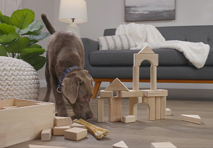 EVERLIFE® LVT – PET FRIENDLY